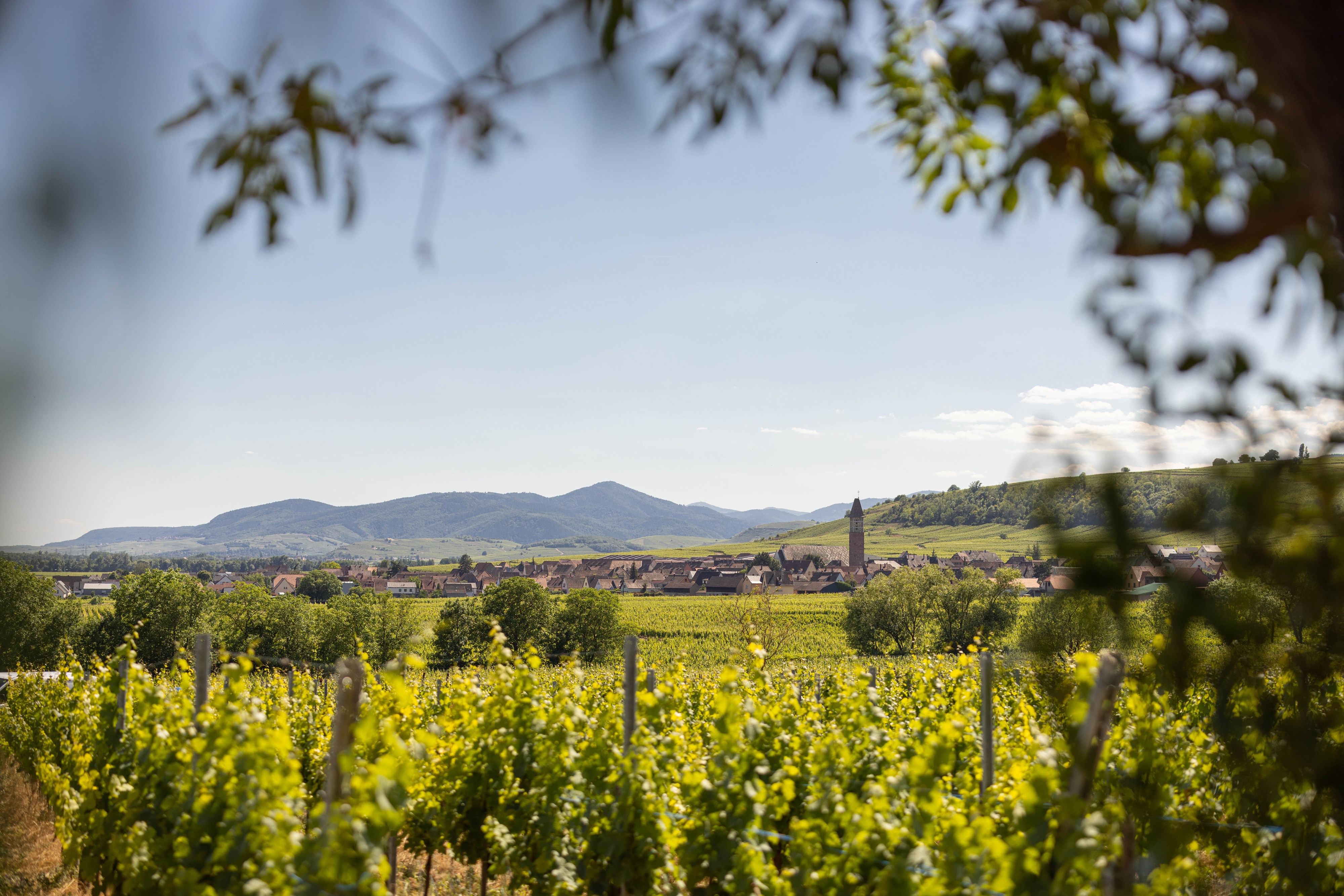 EARL Mauler Jean Paul - Location de gîte à Mittelwihr (près de Colmar)