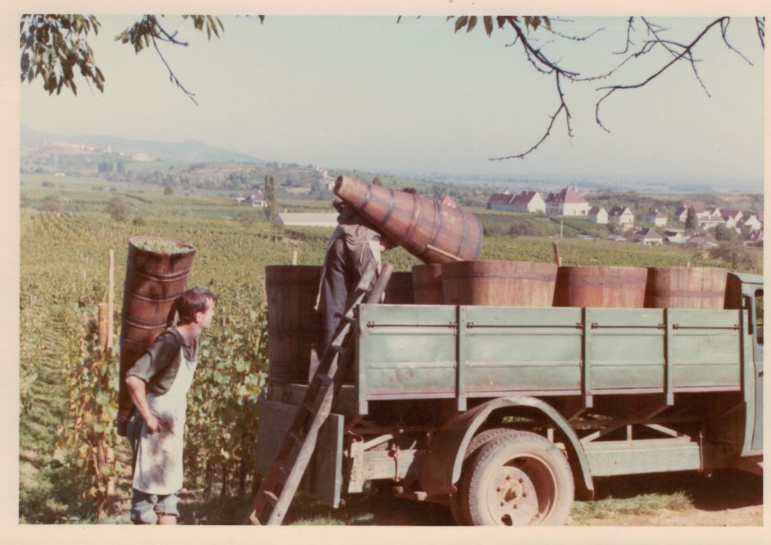 Producteur de vins à Mittelwihr (Colmar)
