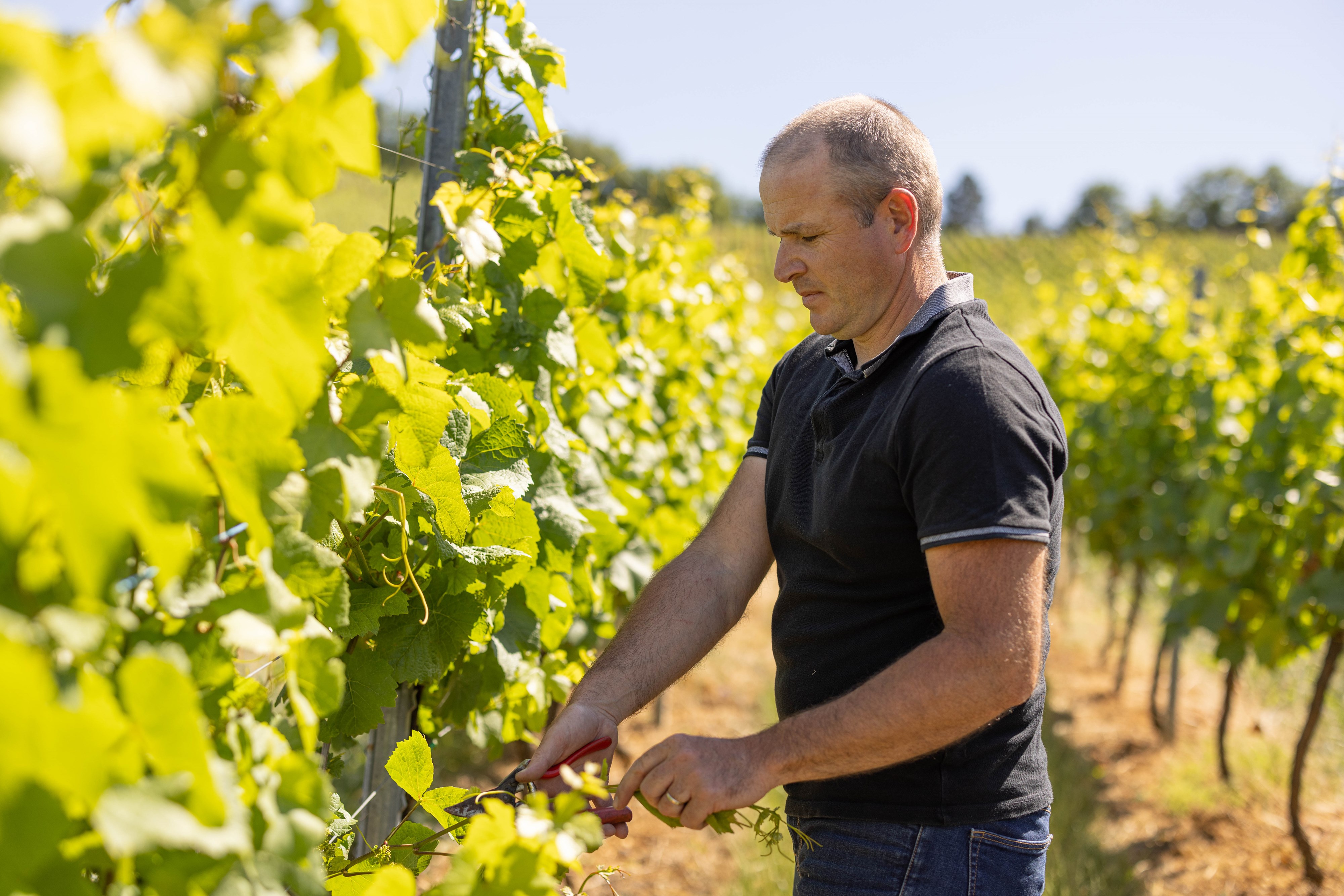 Producteur de vins à Mittelwihr (Colmar)